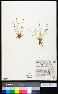 Eriocaulon ravenelii image