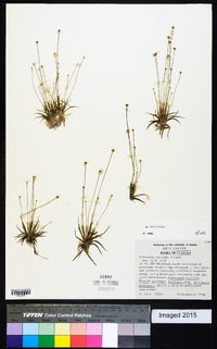 Eriocaulon ravenelii image