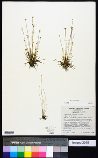 Eriocaulon ravenelii image