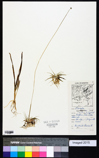 Eriocaulon septangulare image