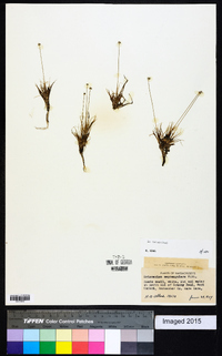 Eriocaulon septangulare image