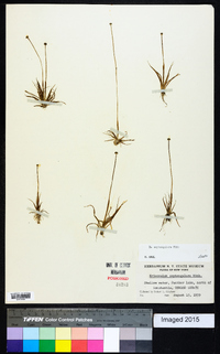 Eriocaulon septangulare image