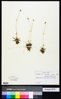 Eriocaulon texense image