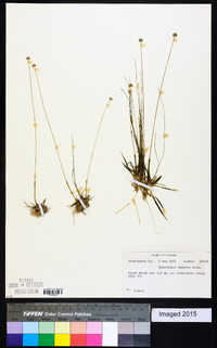 Eriocaulon texense image