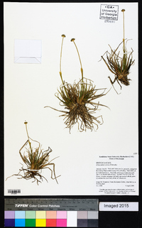 Eriocaulon texense image