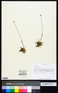 Eriocaulon texense image