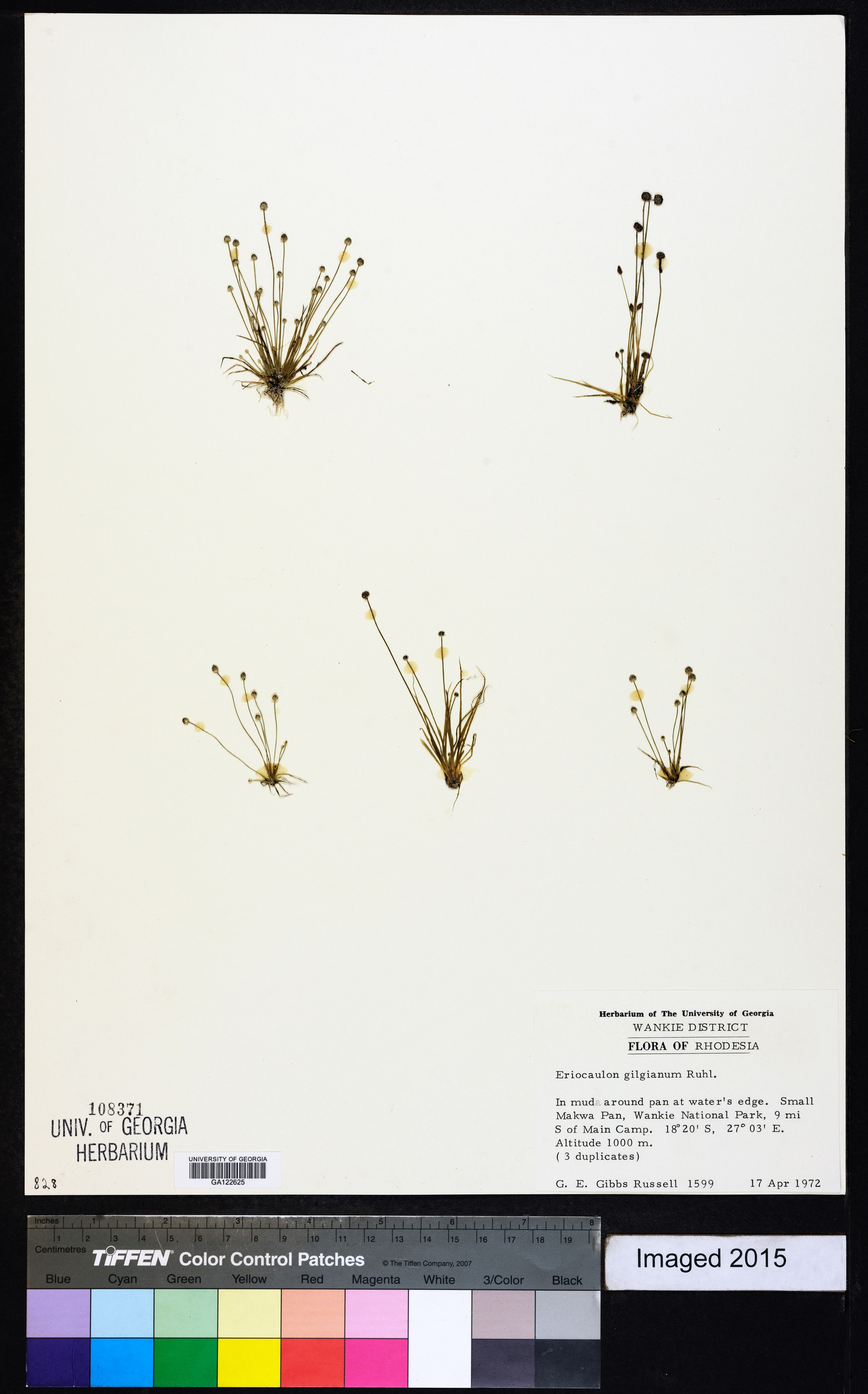 Eriocaulon abyssinicum image