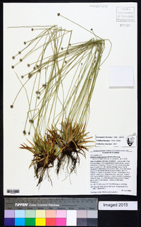 Lachnocaulon anceps image