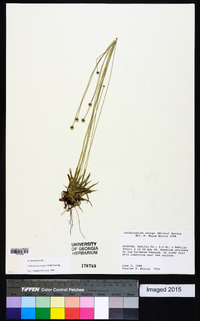 Lachnocaulon anceps image