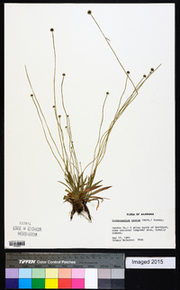 Lachnocaulon anceps image