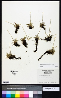 Lachnocaulon anceps image