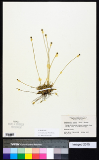 Lachnocaulon anceps image