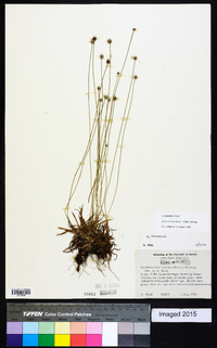 Lachnocaulon anceps image