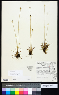 Lachnocaulon anceps image