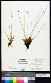 Lachnocaulon anceps image