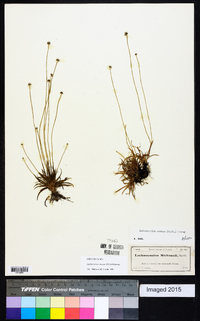 Lachnocaulon anceps image