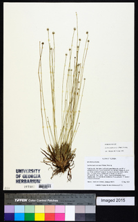 Lachnocaulon anceps image