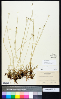 Lachnocaulon anceps image