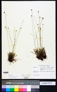 Lachnocaulon anceps image