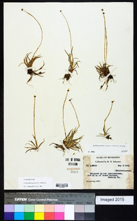 Lachnocaulon anceps image