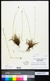 Lachnocaulon anceps image