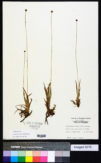 Lachnocaulon anceps image