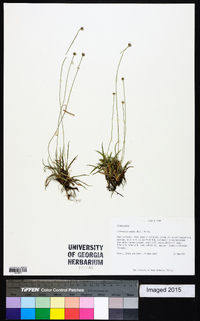 Lachnocaulon anceps image