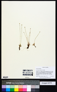 Lachnocaulon digynum image