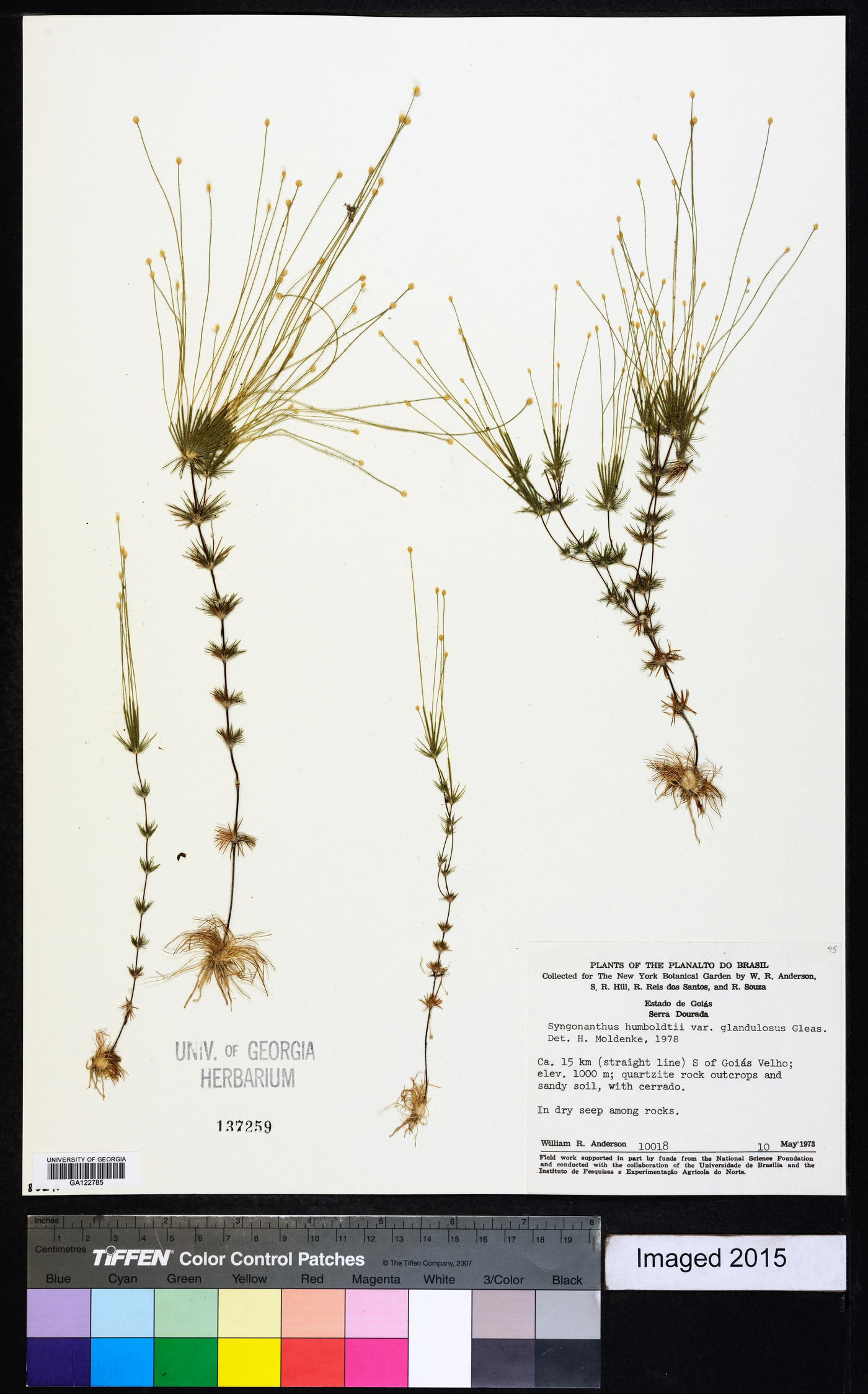 Syngonanthus humboldtii var. humboldtii image