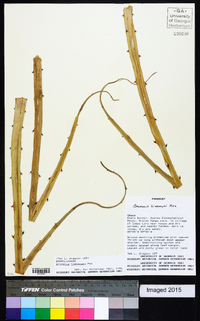 Bromelia hieronymi image