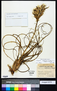 Tillandsia balbisiana image