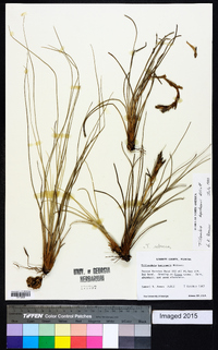 Tillandsia bartramii image