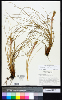 Tillandsia bartramii image