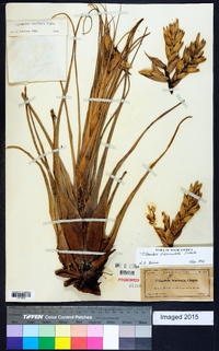 Tillandsia fasciculata image