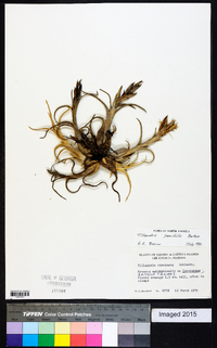 Tillandsia paucifolia image