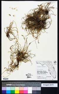 Tillandsia recurvata image