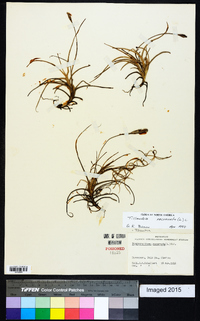 Tillandsia recurvata image