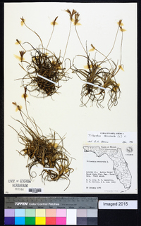 Tillandsia recurvata image