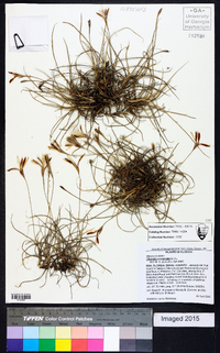 Tillandsia recurvata image