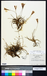 Tillandsia recurvata image