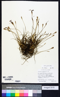 Tillandsia recurvata image