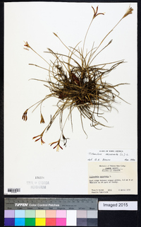 Tillandsia recurvata image