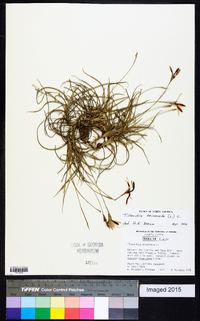 Tillandsia recurvata image