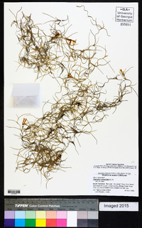 Tillandsia usneoides image