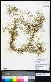 Tillandsia usneoides image