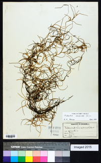 Tillandsia usneoides image