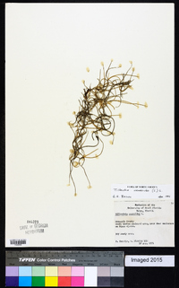 Tillandsia usneoides image