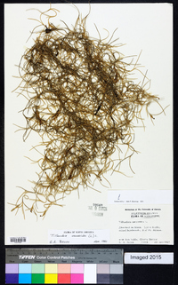 Tillandsia usneoides image