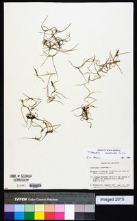 Tillandsia usneoides image