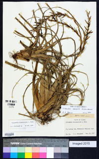 Tillandsia variabilis image